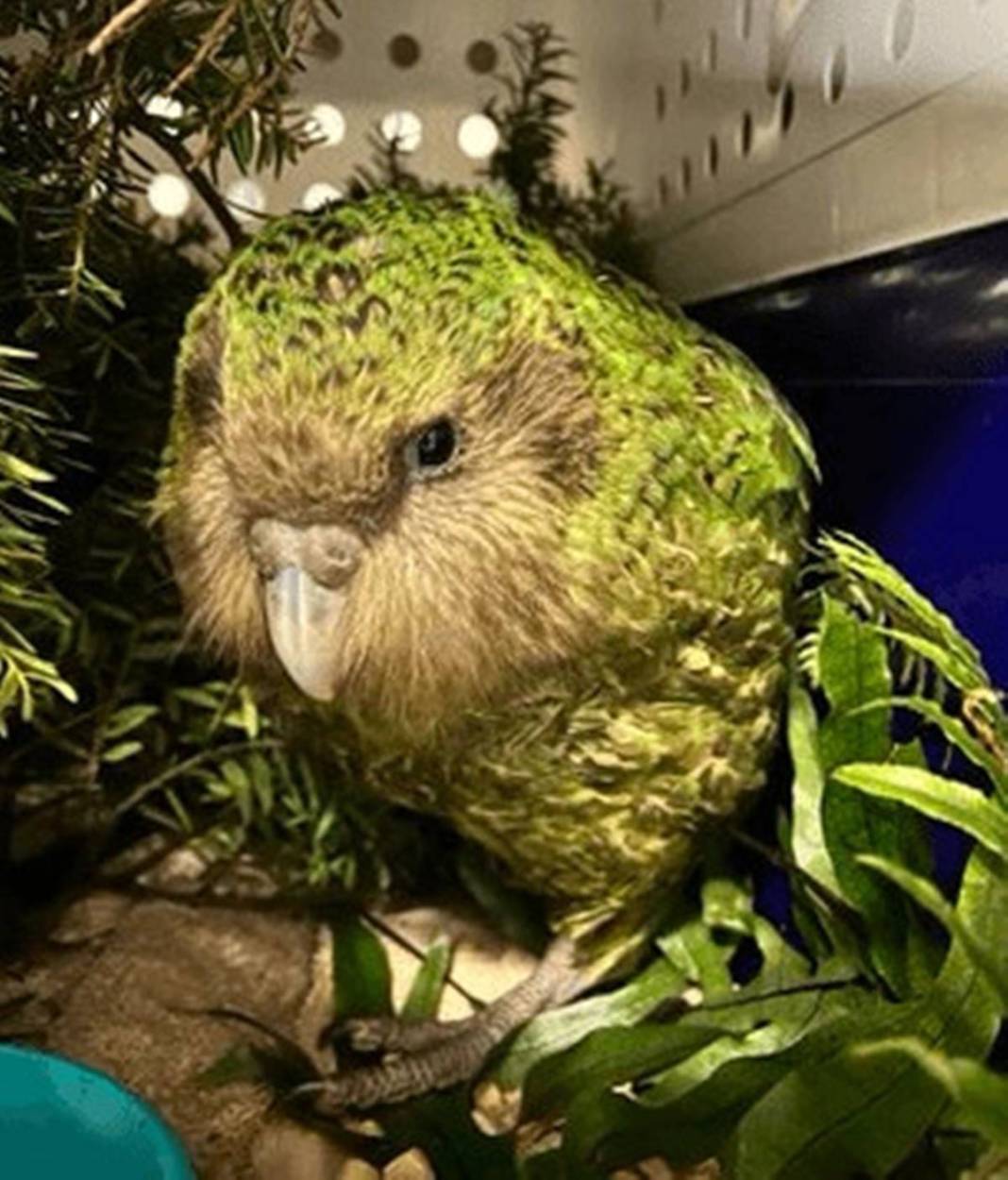 40 yıl sonra sevindiren haber geldi: Bu kez aynı hatayı yapmayalım! Dolu dizgin geri dönüyorlar... 6